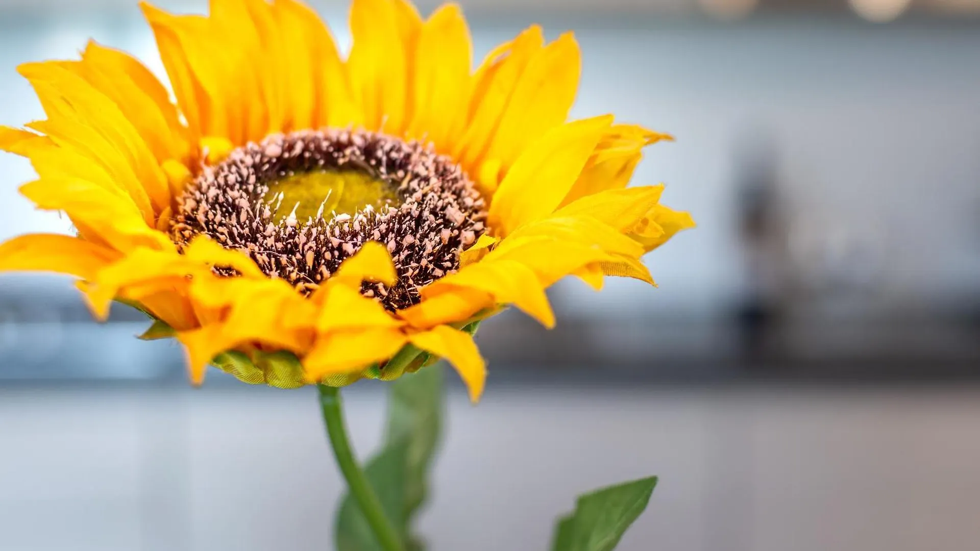 Holiday home Sunflower Con Vista Su Siena Corsano