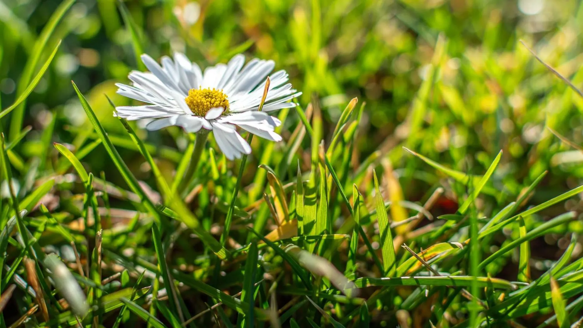Tatil Evi Sunflower Con Vista Su Siena Corsano  İtalya
